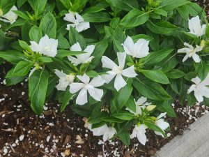 Soiree Double Pure White