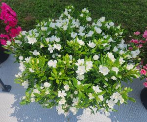 Soiree Double Pure White