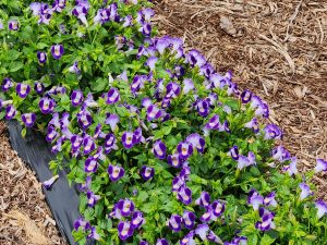 Summer Wave Bouquet Blue