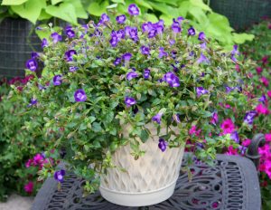 Summer Wave Bouquet Deep Blue