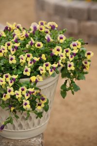 Summer Wave Bouquet Gold