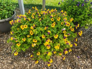 Summer Wave Bouquet Gold
