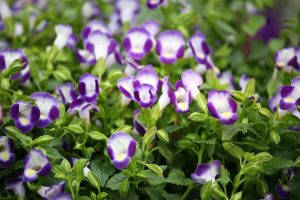 Summer Wave Bouquet Torenia-Bouquet Blue