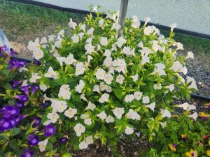 Summer Wave Bouquet White