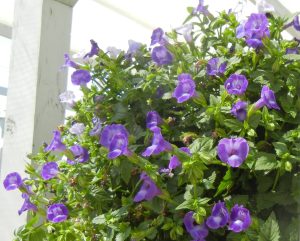 Torenia Summer Wave Large Violet