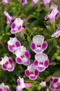 Torenia Summer Wave Bouquet Deep Rose
