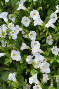 Torenia Summe Wave Bouquet White